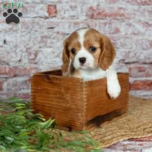 Havana, Cavalier King Charles Spaniel Puppy